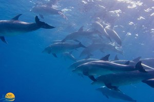 Delfiny i rekiny wielorybie